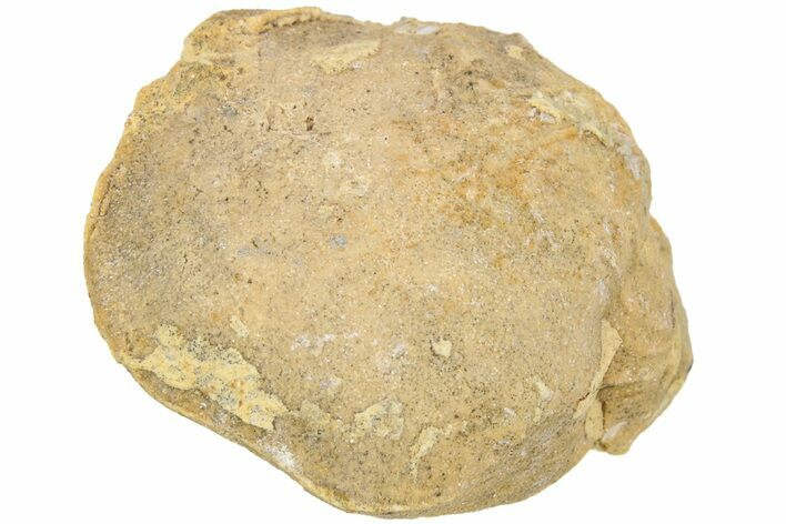 Silurian Brachiopod (Pentamerus) Fossil - Iowa #212147